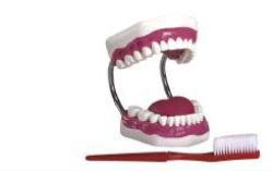 Dental Care Model - 1